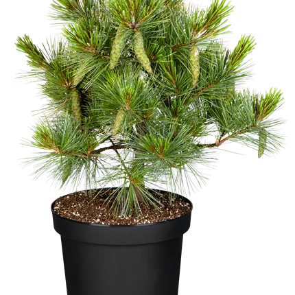 Pinus strobus 'Macopin' Pinus strobus 'Macopin'