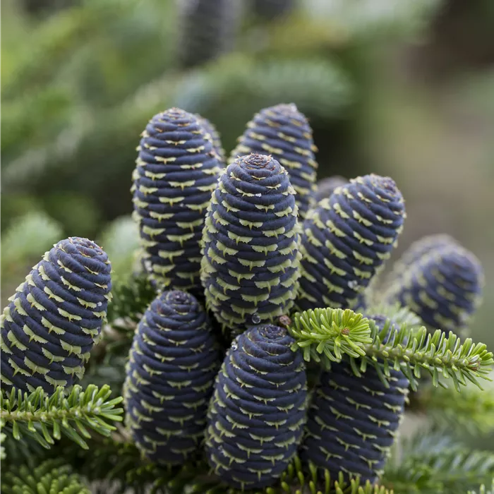 Abies koreana 'Sämling' Abies koreana 'Sämling'