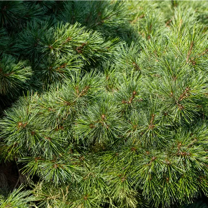 Pinus strobus 'Radiata' Pinus strobus 'Radiata'