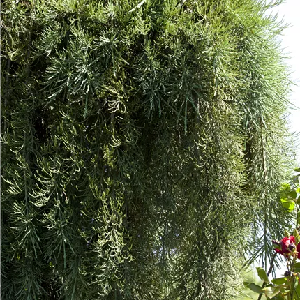 Sequoiadendron gigant. 'Pendulum' Sequoiadendron gigant. 'Pendulum'