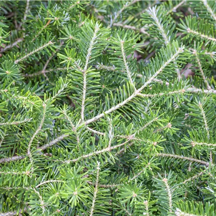 Abies koreana 'Veredelung' Abies koreana 'Veredelung'
