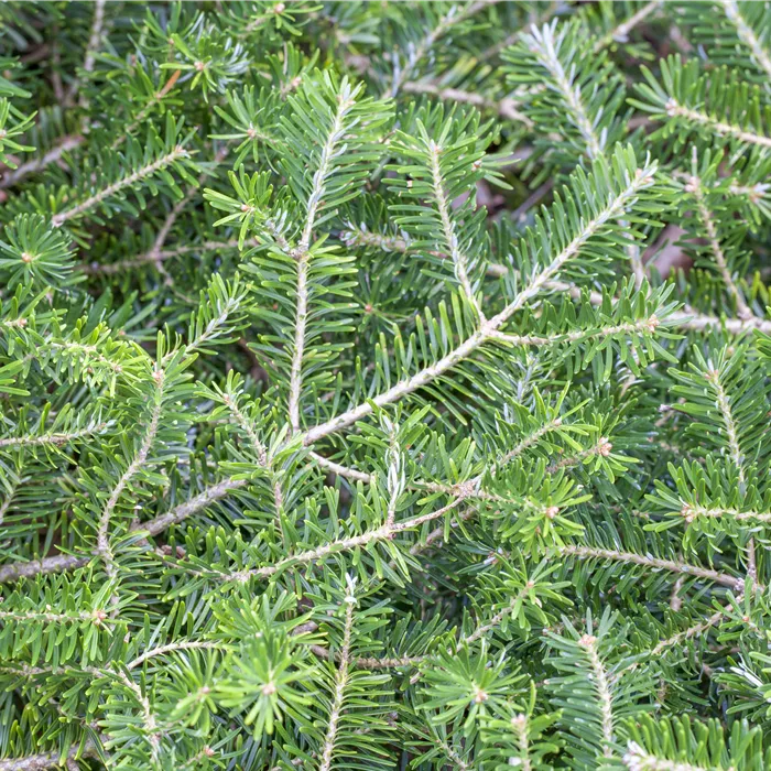 Abies koreana 'Veredelung' Abies koreana 'Veredelung'