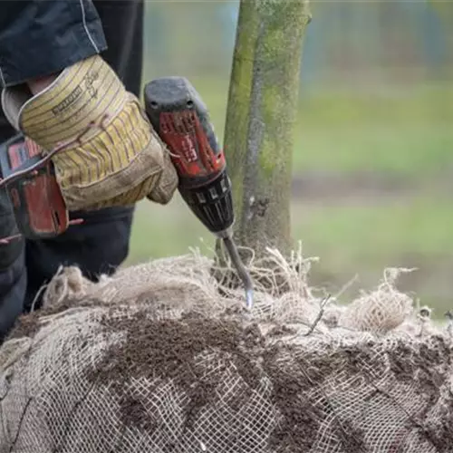 Trainee (f/m/d) for gardener specializing in tree nursery