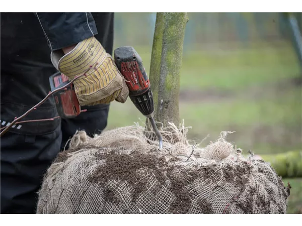 Trainee (f/m/d) for gardener specializing in tree nursery