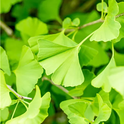 Ginkgo biloba 'Fastigiata' Ginkgo biloba 'Fastigiata'