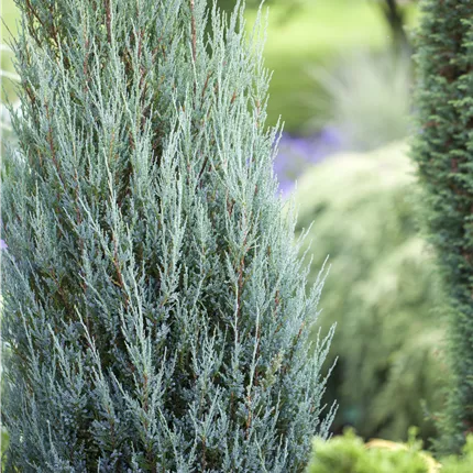 Juniperus scopulorum 'Blue Arrow' Juniperus scopulorum 'Blue Arrow'