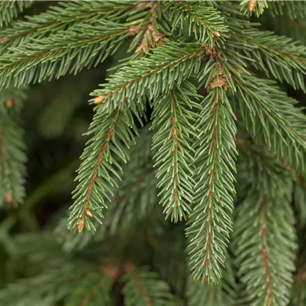 Picea abies 'Inversa' Picea abies 'Inversa'