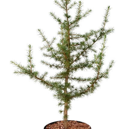 Cedrus libani Cedrus libani