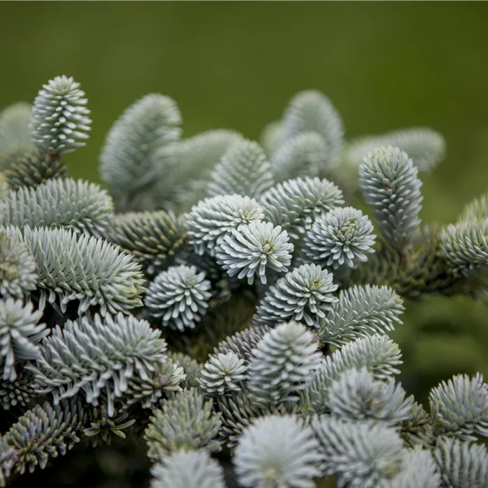 Abies pinsapo 'Glauca' Abies pinsapo 'Glauca'