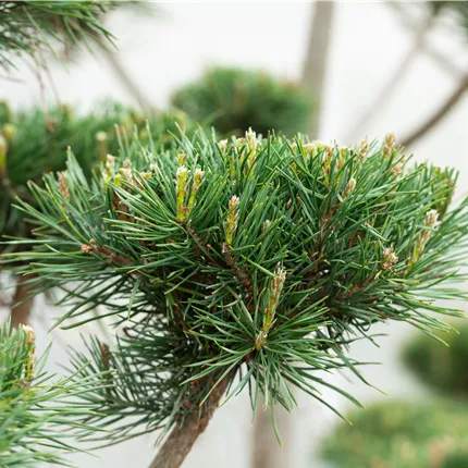 Pinus sylvestris 'Norske Typ' Pinus sylvestris 'Norske Typ'