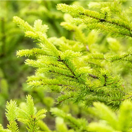 Picea abies 'Ohlendorffii' Picea abies 'Ohlendorffii'