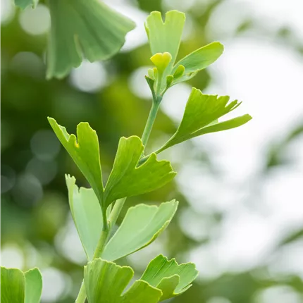Ginkgo biloba 'Princeton Sentry' Ginkgo biloba 'Princeton Sentry'