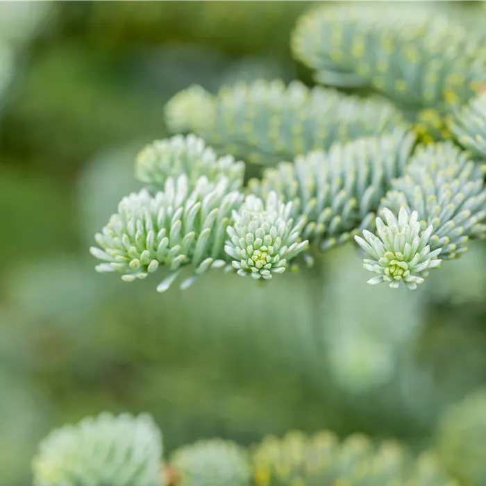 Abies procera 'Glauca' Abies procera 'Glauca'