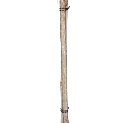 Pinus sylvestris 'Watereri' Pinus sylvestris 'Watereri'