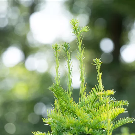 Taxus baccata 'Fastigiata' Taxus baccata 'Fastigiata'