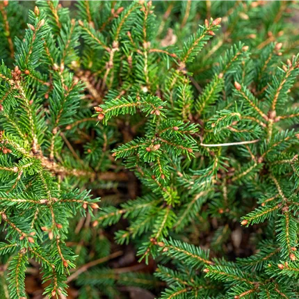 Picea abies 'Pygmaea' Picea abies 'Pygmaea'