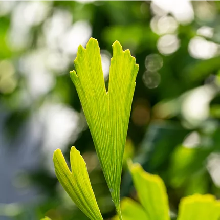 Ginkgo biloba 'Saratoga' Ginkgo biloba 'Saratoga'