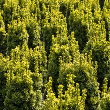Taxus baccata 'Fastigiata Aureomarginata' Taxus baccata 'Fastigiata Aureomarginata'