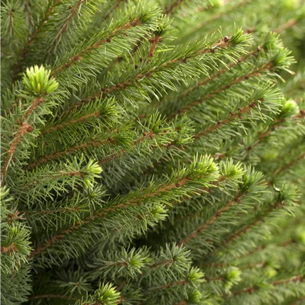 Picea omorika Picea omorika