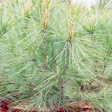 Pinus wallichiana 'Densa Hill' Pinus wallichiana 'Densa Hill'