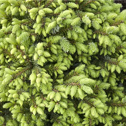 Picea omorika 'Nana' Picea omorika 'Nana'