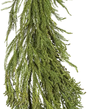 Cryptomeria japonica