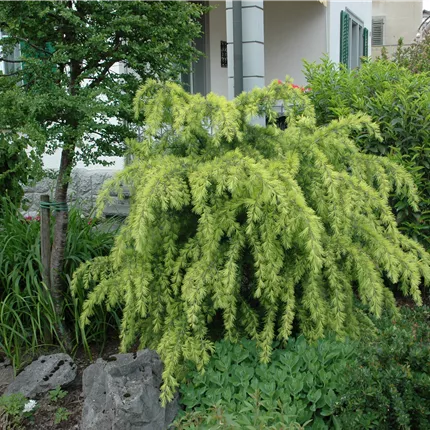 Larix kaempferi 'Pendula'