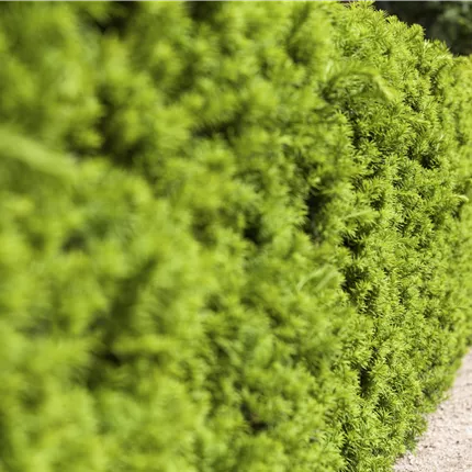 Taxus media 'Hicksii'