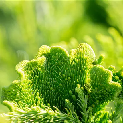 Cryptomeria japonica 'Cristata'