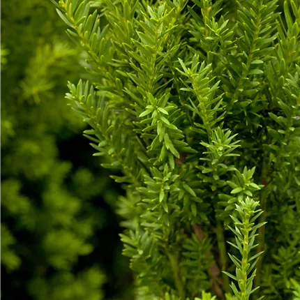 Taxus media 'Hillii' Taxus media 'Hillii'