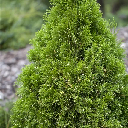 Thuja occidentalis Thuja occidentalis