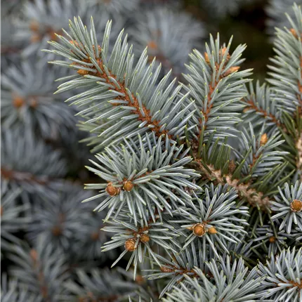 Picea pungens