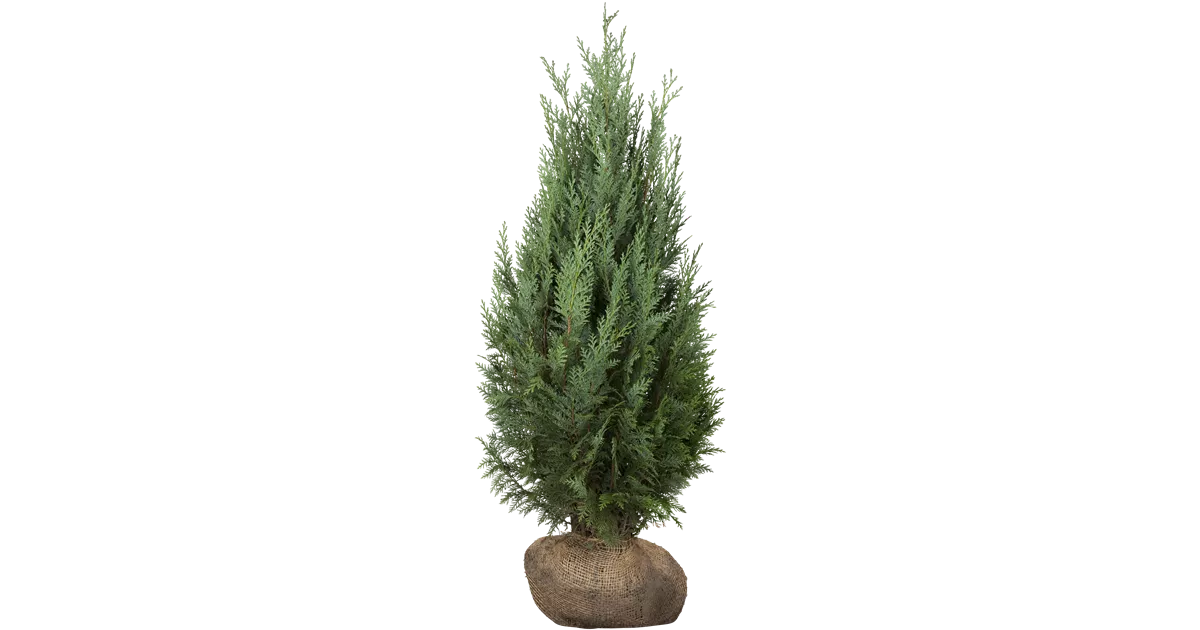 Thuja occidentalis 'Columna'