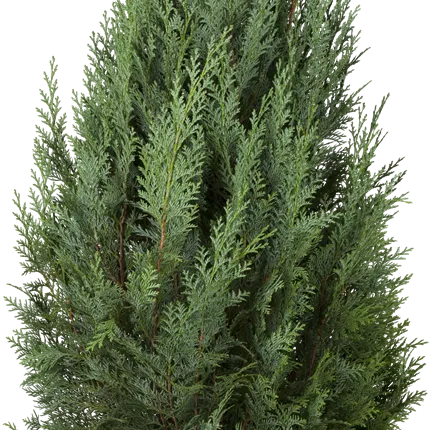 Thuja occidentalis 'Columna' Thuja occidentalis 'Columna'