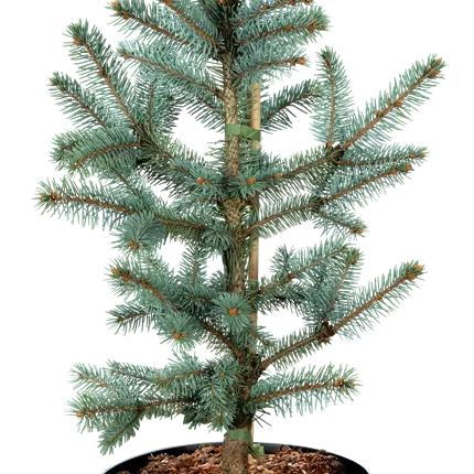Picea pungens 'Hoopsii'