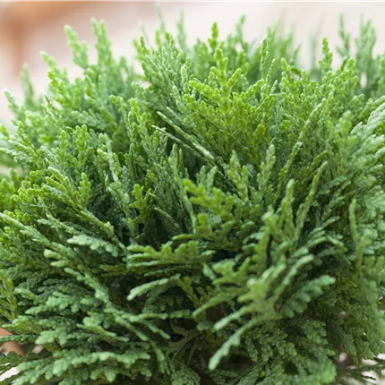 Thuja occidentalis 'Danica' Thuja occidentalis 'Danica'