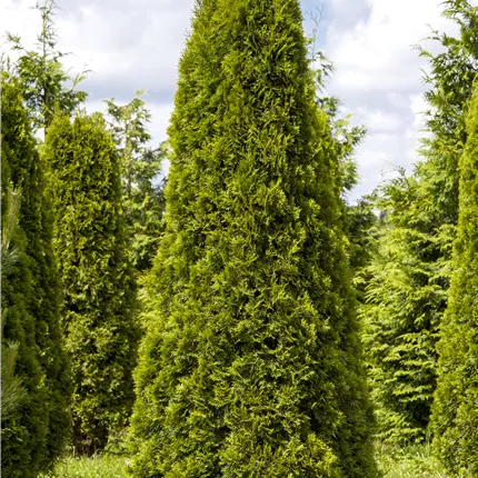 Thuja occidentalis 'Smaragd' Thuja occidentalis 'Smaragd'