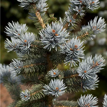 Picea pungens 'Oldenburg' -R-