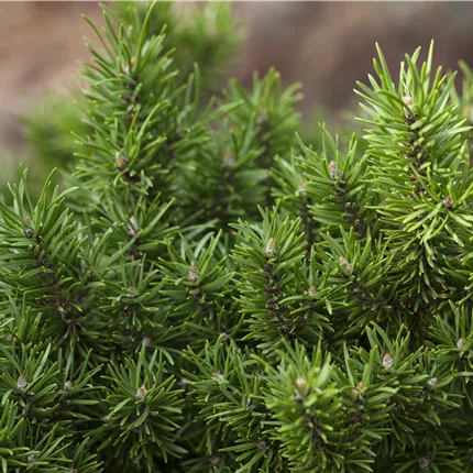 Pinus banksiana Pinus banksiana