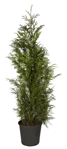 Thuja plicata 'Atrovirens'