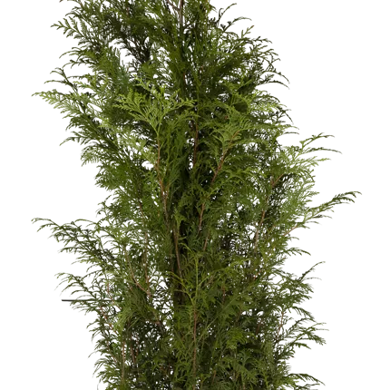 Thuja plicata 'Atrovirens'