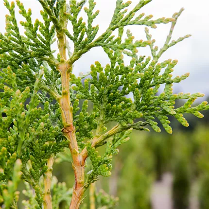 Thuja plicata 'Excelsa' Thuja plicata 'Excelsa'