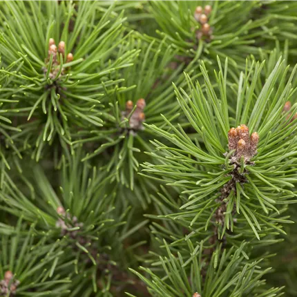 Pinus mugo 'Mops' Pinus mugo 'Mops'