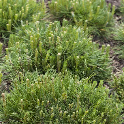 Pinus mugo mughus Pinus mugo mughus