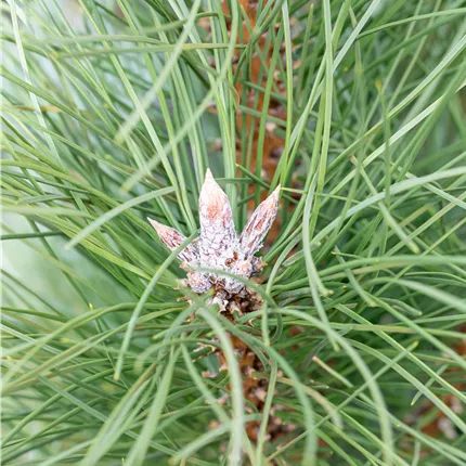 Pinus nigra 'Pyramidalis' Pinus nigra 'Pyramidalis'