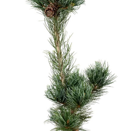 Pinus parviflora 'Tempelhof' Pinus parviflora 'Tempelhof'