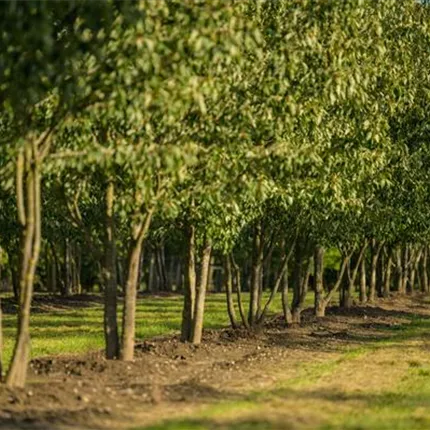 Deciduous trees Deciduous trees