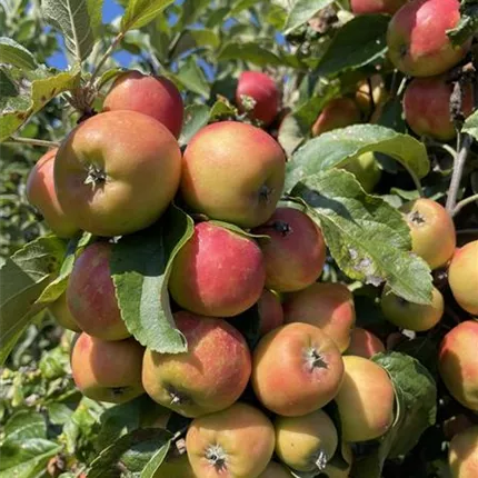 Fruit trees Fruit trees
