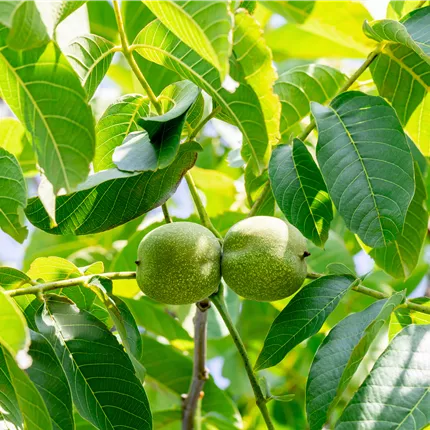Juglans regia 'Franquette' CAC Juglans regia 'Franquette' CAC