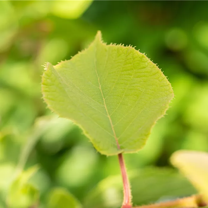 Actinidia chinensis 'Hayward' Actinidia chinensis 'Hayward'